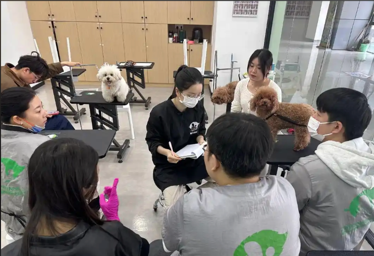 娄底市宠物美容学习宠物美容培训学校 - 价格